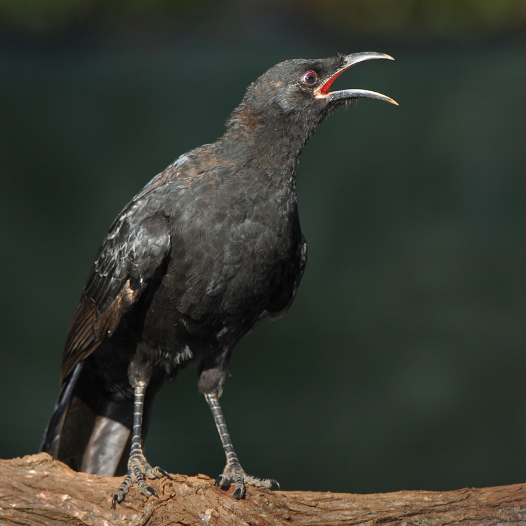 White-winged Chough (Image ID 9415)