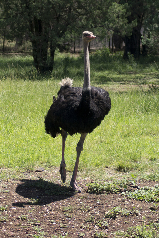 Ostrich (Image ID 10238)