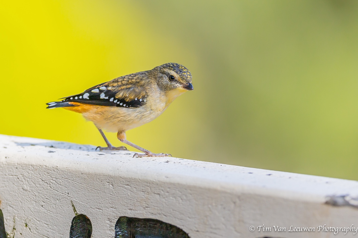 Spotted Pardalote (Image ID 15321)