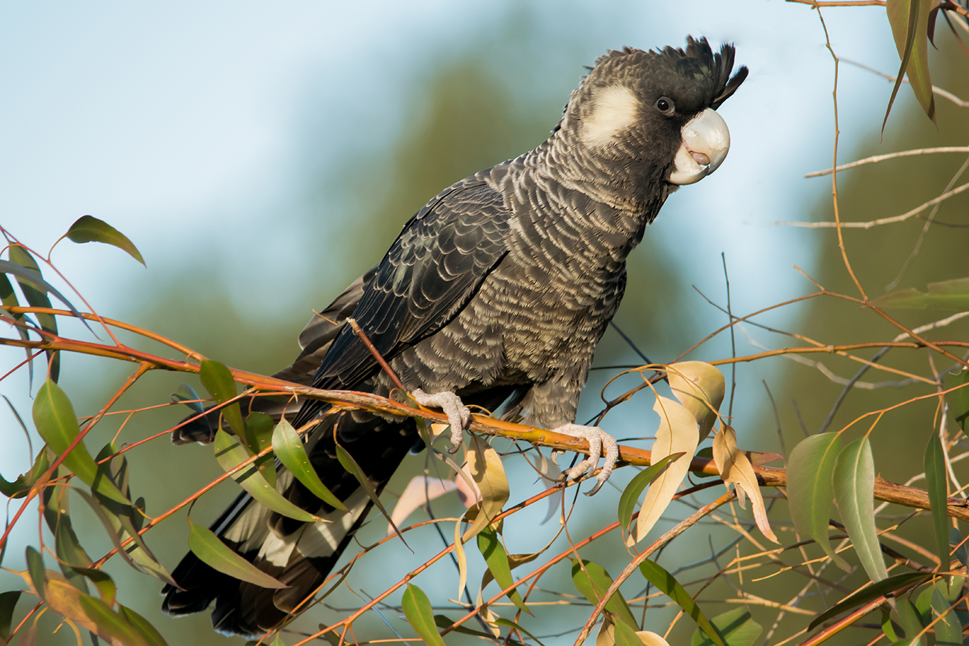 Carnaby's Black-Cockatoo (Image ID 20037)