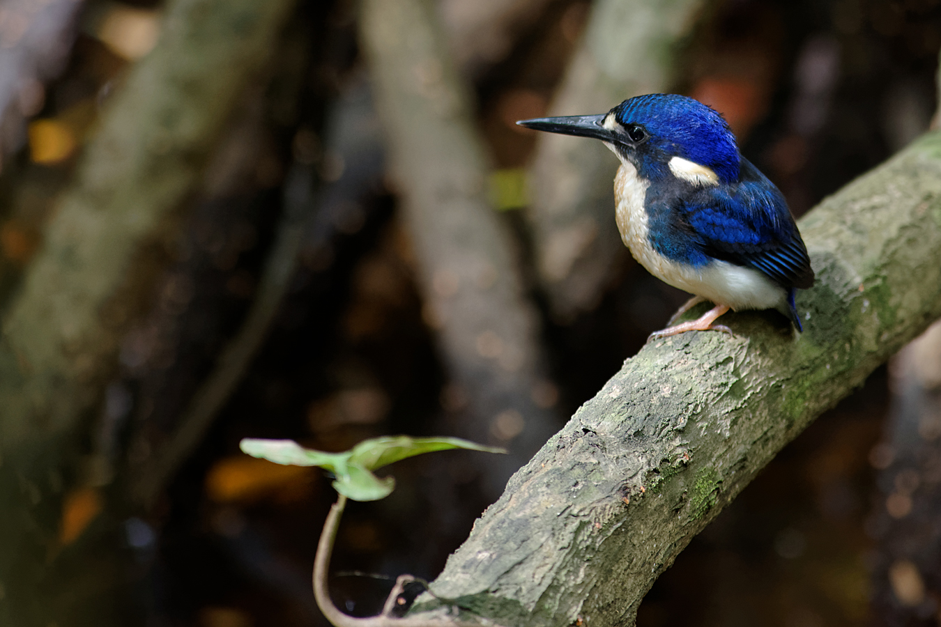 Little Kingfisher (Image ID 20308)