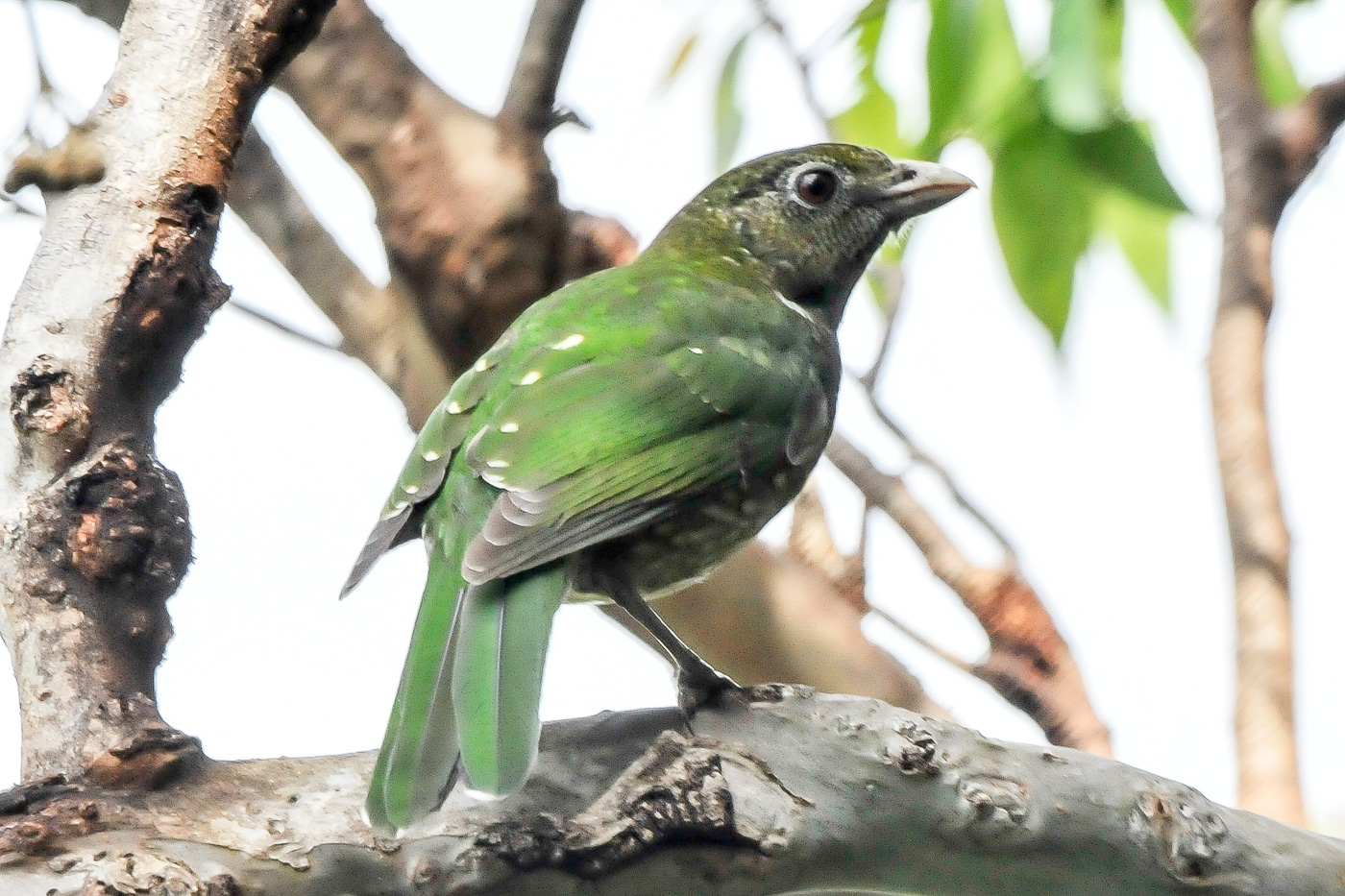 Green Catbird (Image ID 20688)