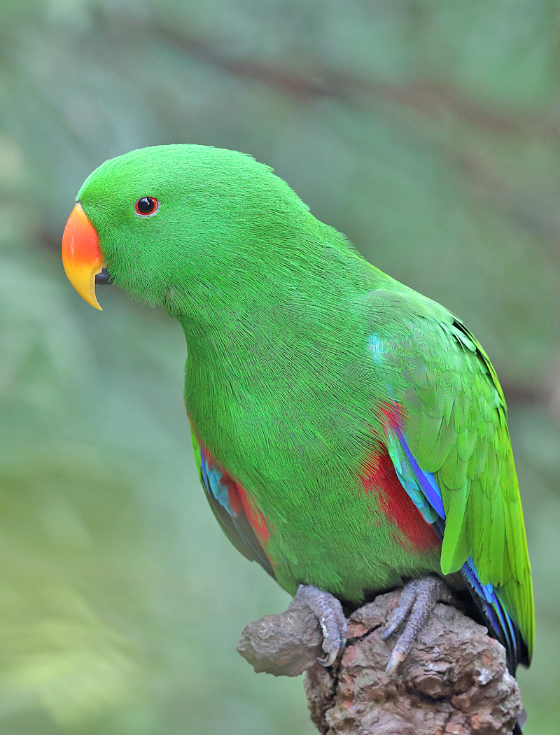 Eclectus Parrot (Image ID 20757)