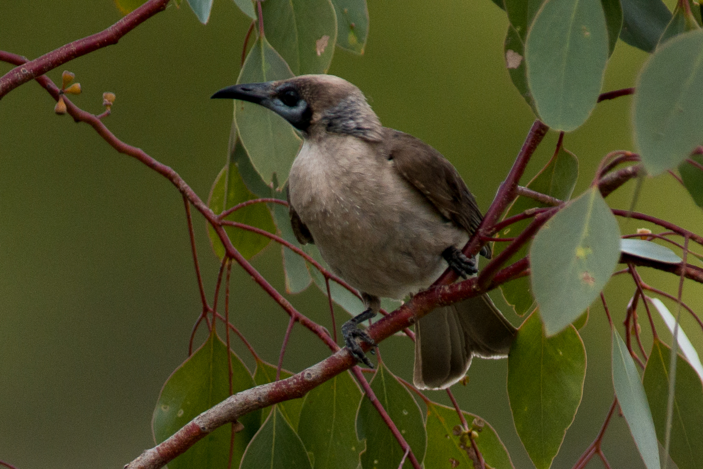 Little Friarbird (Image ID 21593)