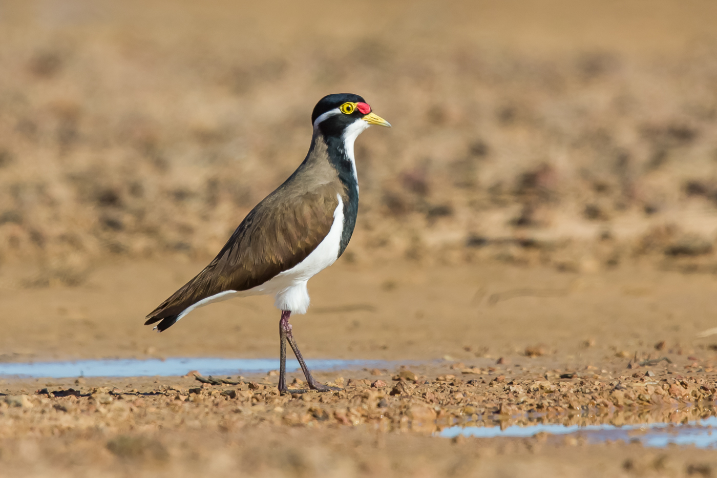 Banded Lapwing (Image ID 21701)