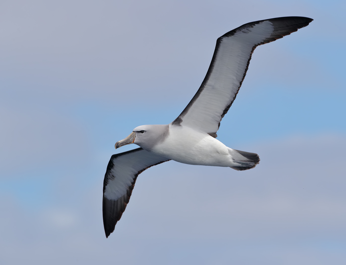 Salvin's Albatross (Image ID 22893)