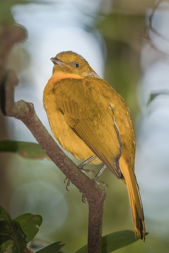 Golden Bowerbird (Image ID 23219)