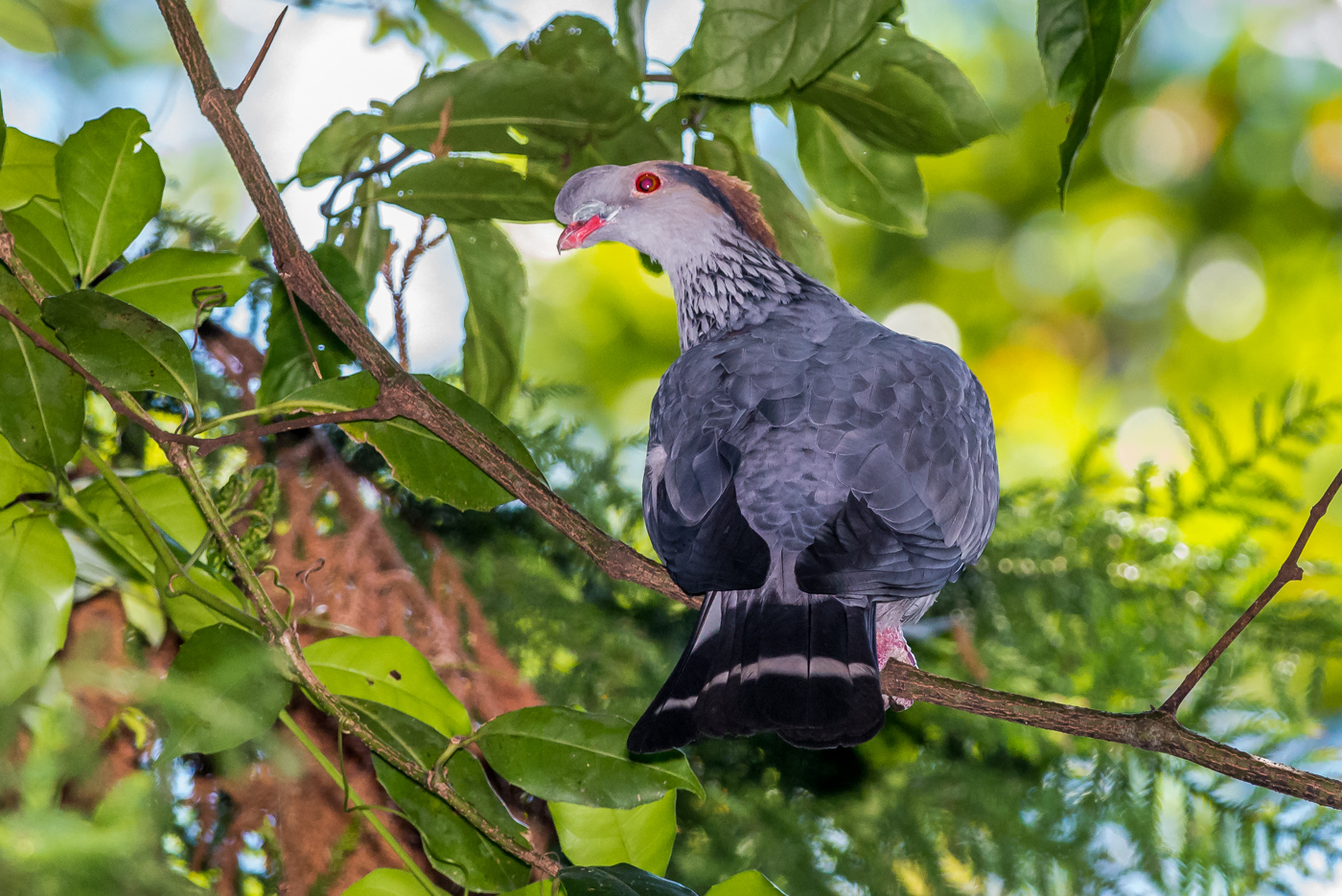Topknot Pigeon (Image ID 23360)