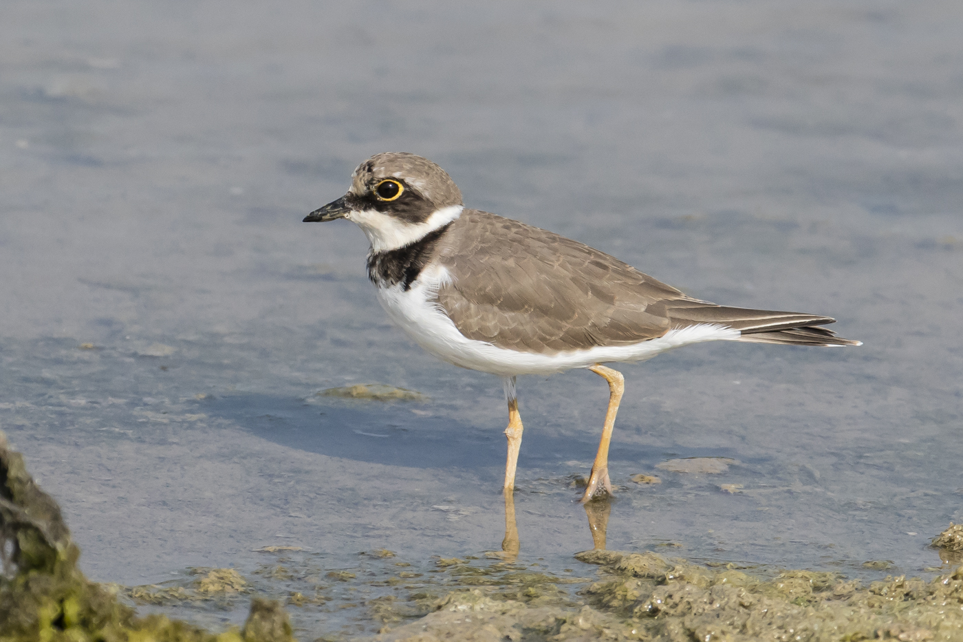 Little Ringed Plover (Image ID 23410)
