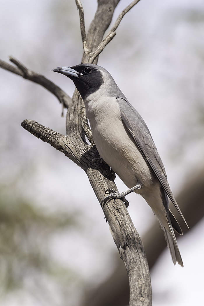 Masked Woodswallow (Image ID 23249)