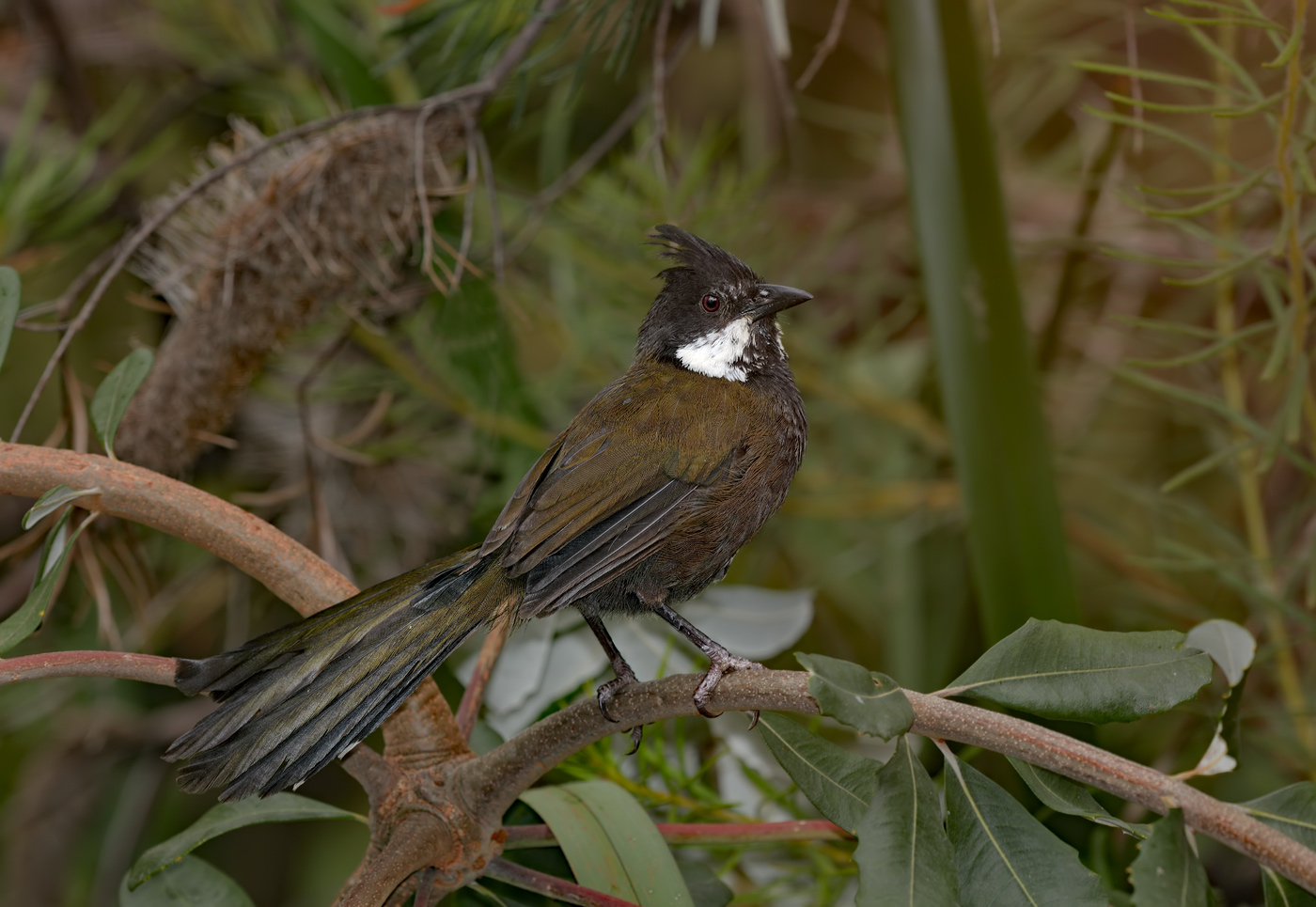 Eastern Whipbird (Image ID 24460)