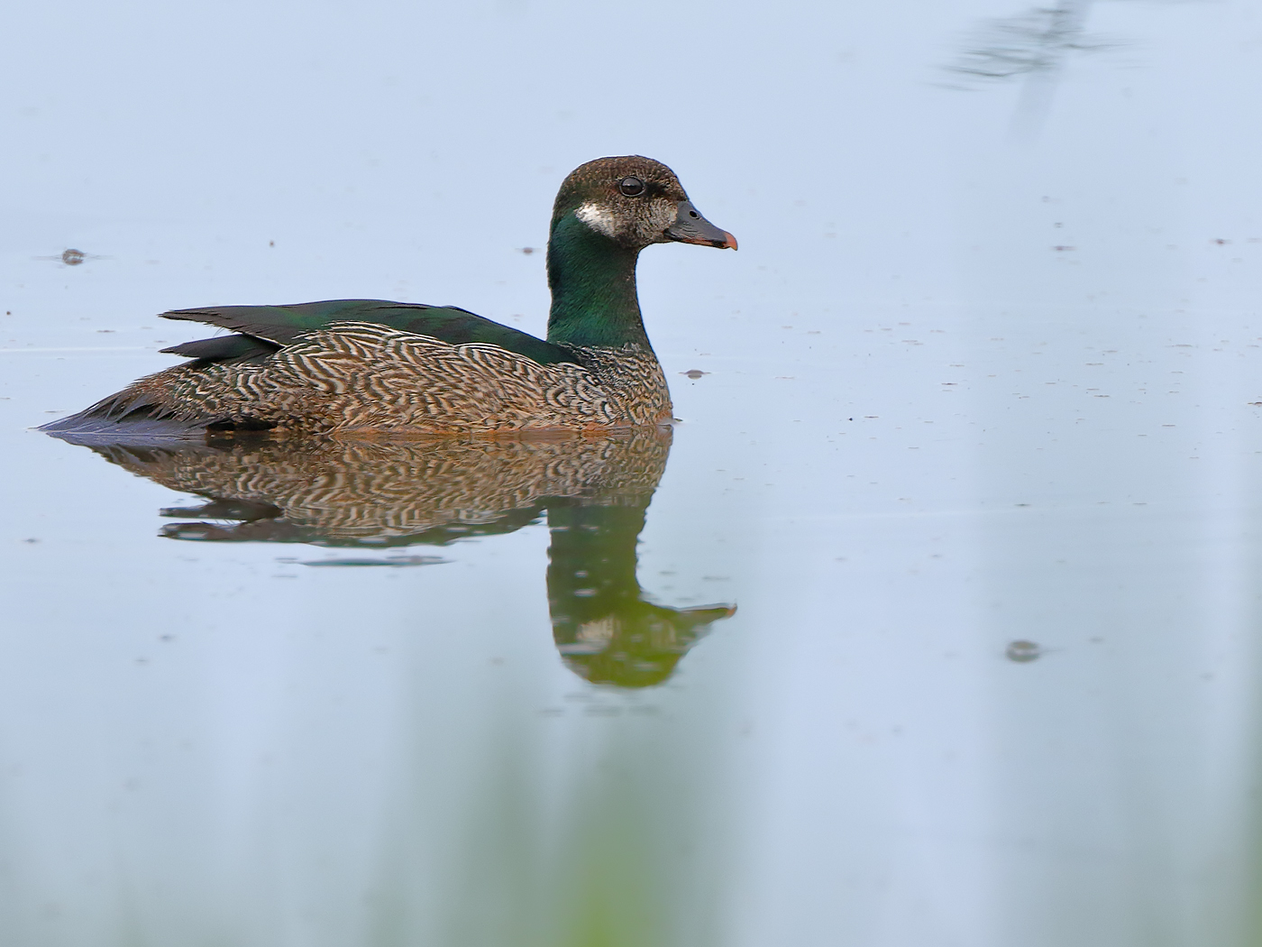 Green Pygmy-goose (Image ID 24436)