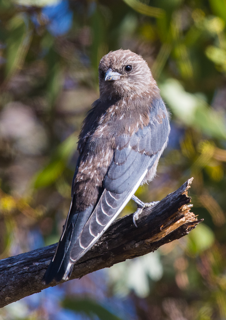 Dusky Woodswallow (Image ID 24423)