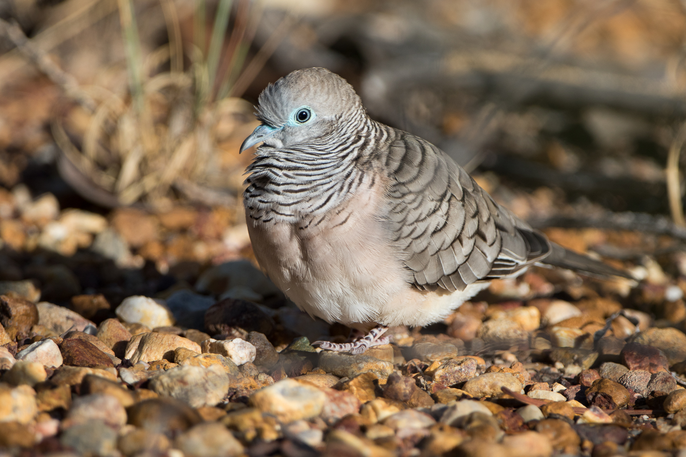 Peaceful Dove (Image ID 25279)