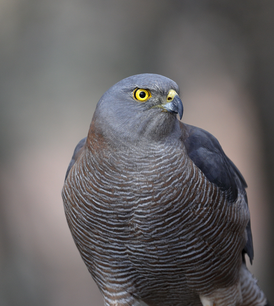 Collared Sparrowhawk (Image ID 25304)