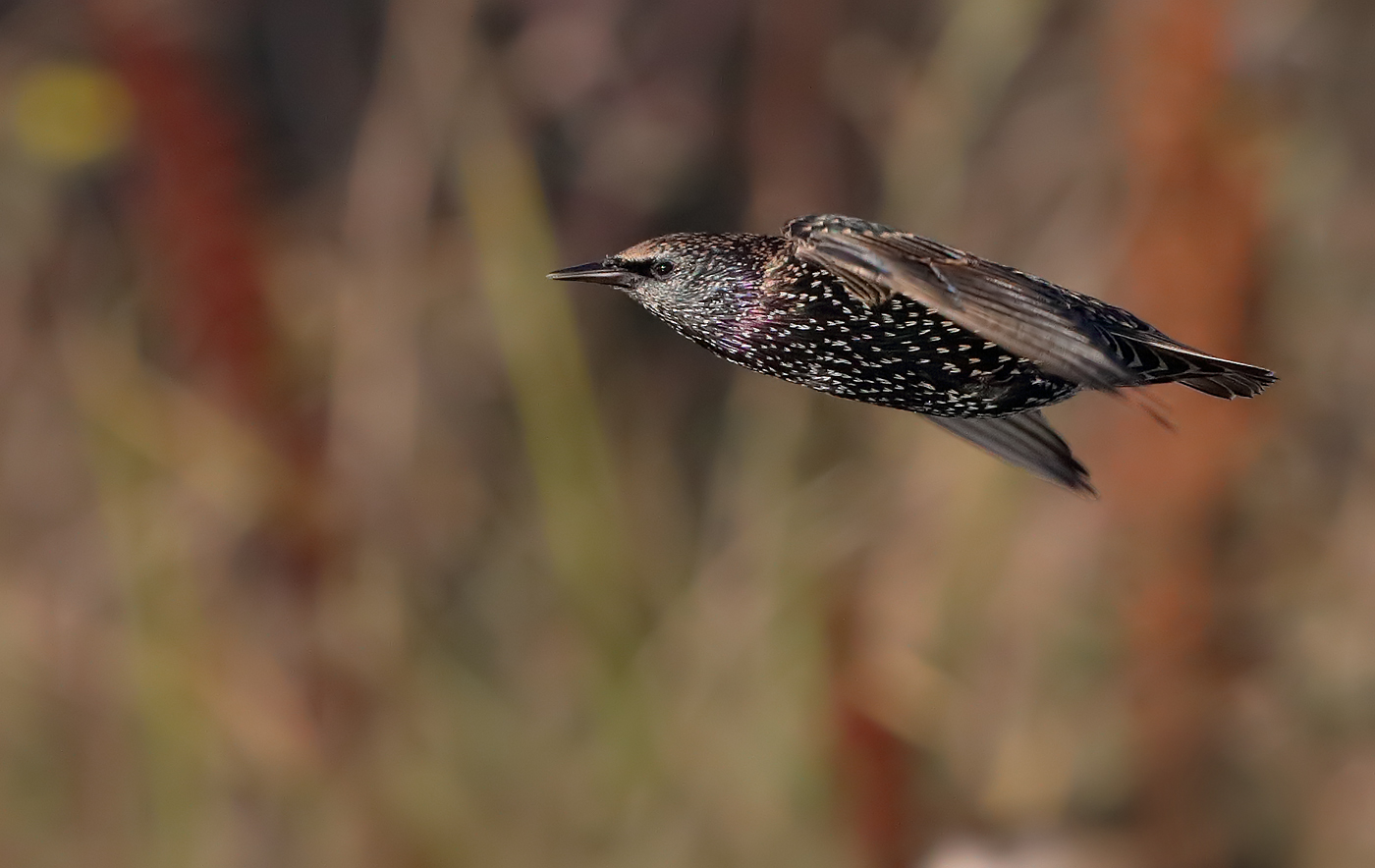 Common Starling (Image ID 24918)