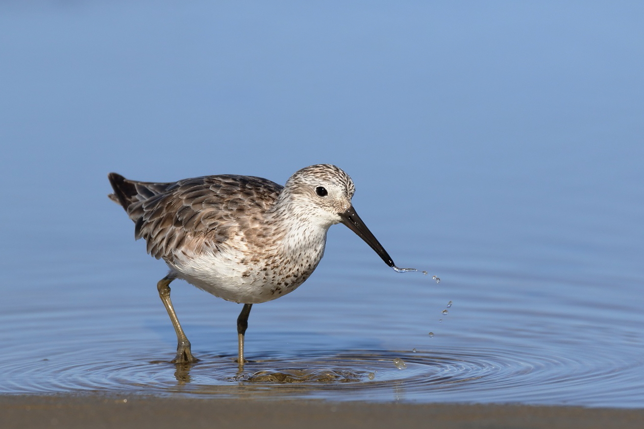 Great Knot (Image ID 25118)