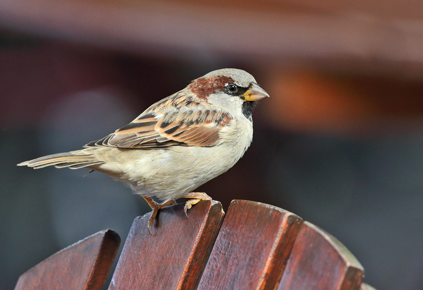 House Sparrow (Image ID 25364)