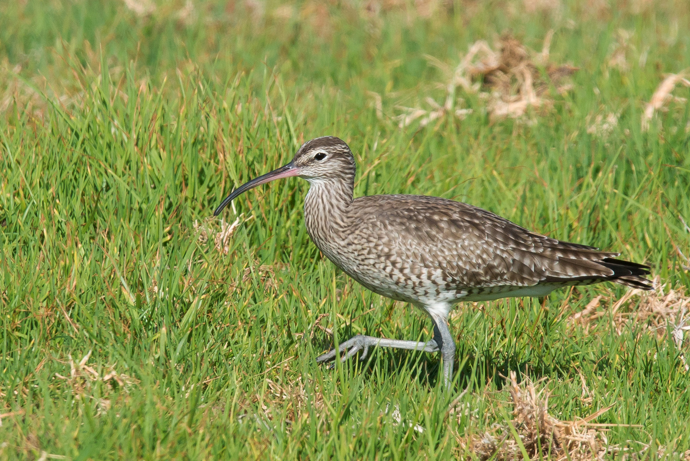 Whimbrel (Image ID 24987)