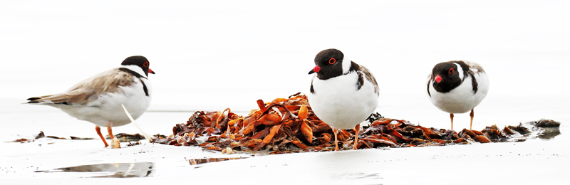 Hooded Plover (Image ID 25882)