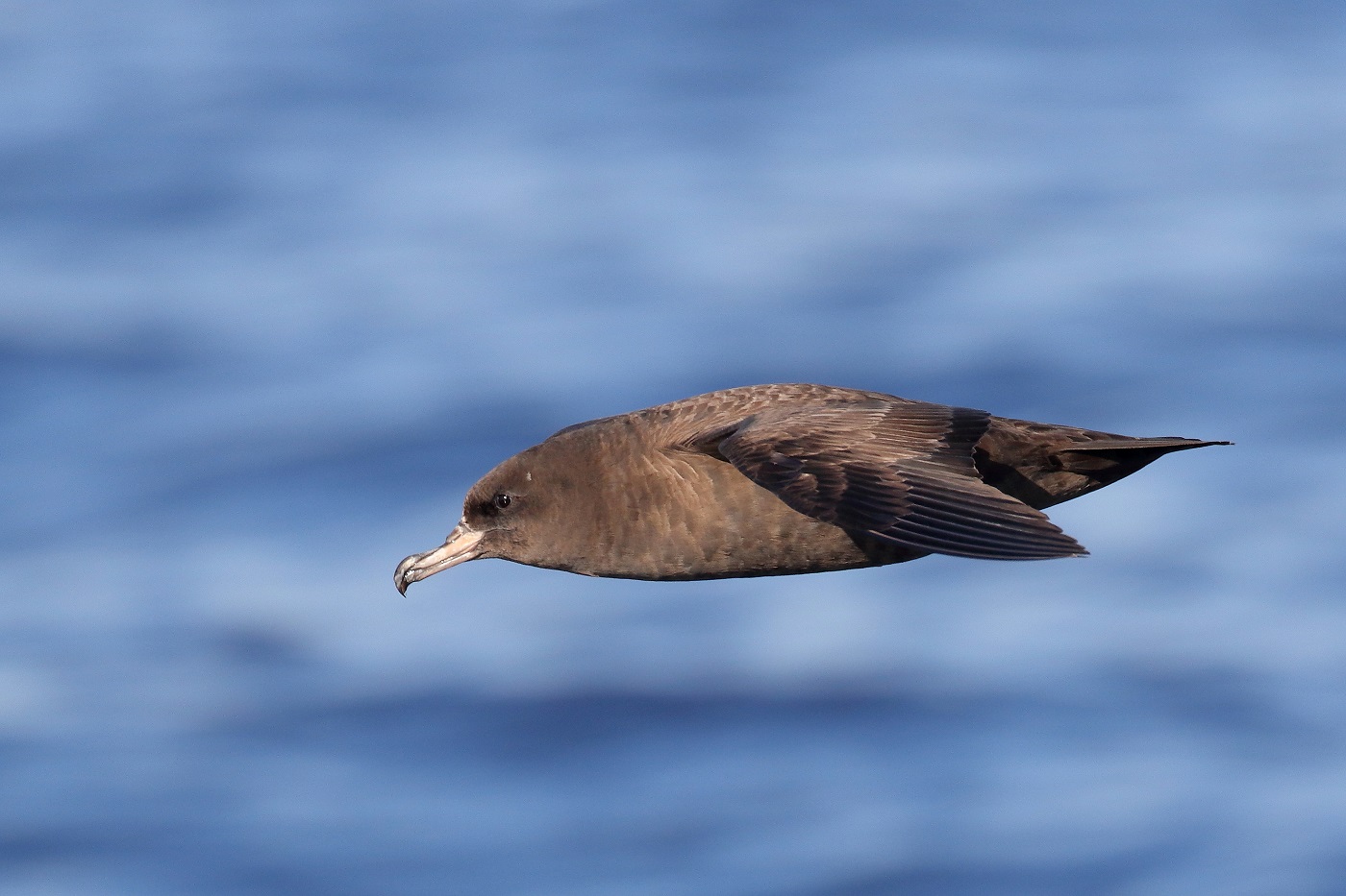 Flesh-footed Shearwater (Image ID 25559)