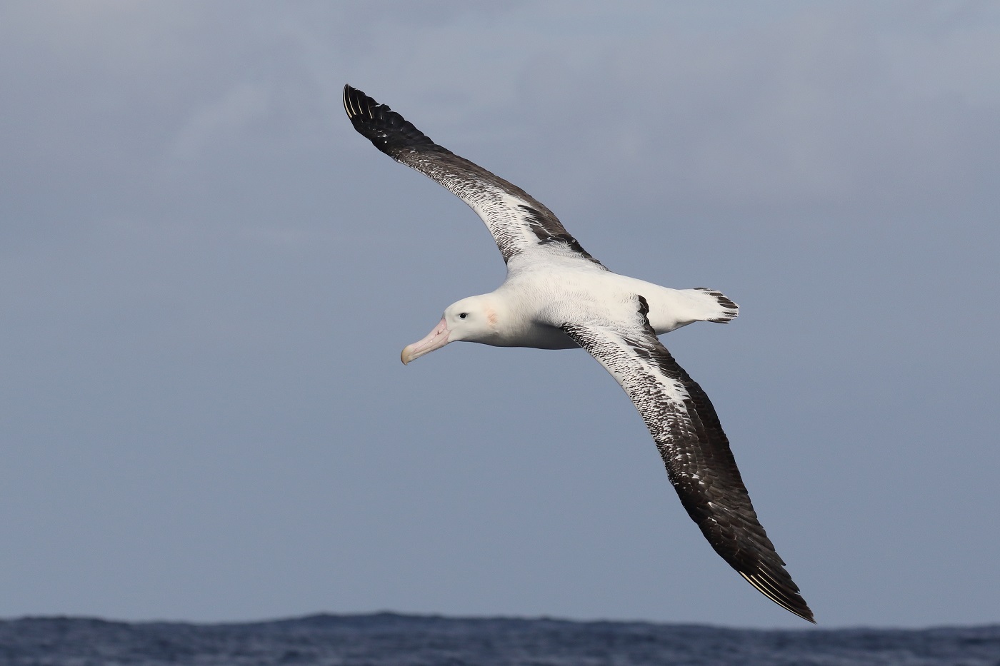 Wandering Albatross (Image ID 25530)
