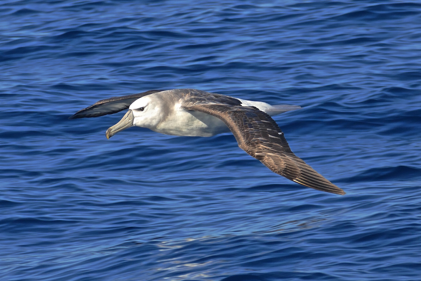 Shy Albatross (Image ID 25817)