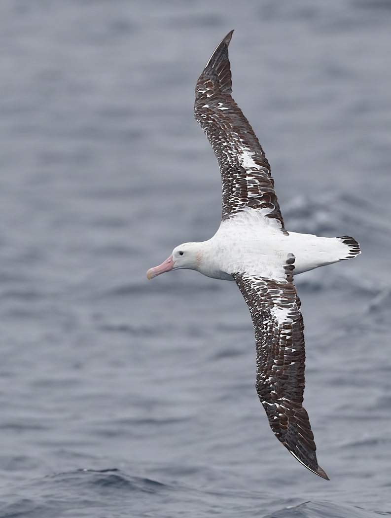 Antipodean Albatross (Image ID 25740)