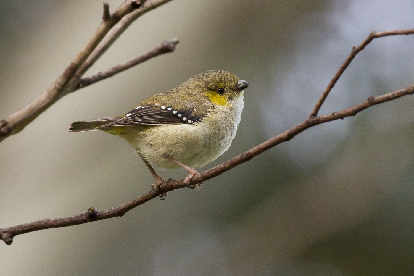 Forty-spotted Pardalote (Image ID 25670)