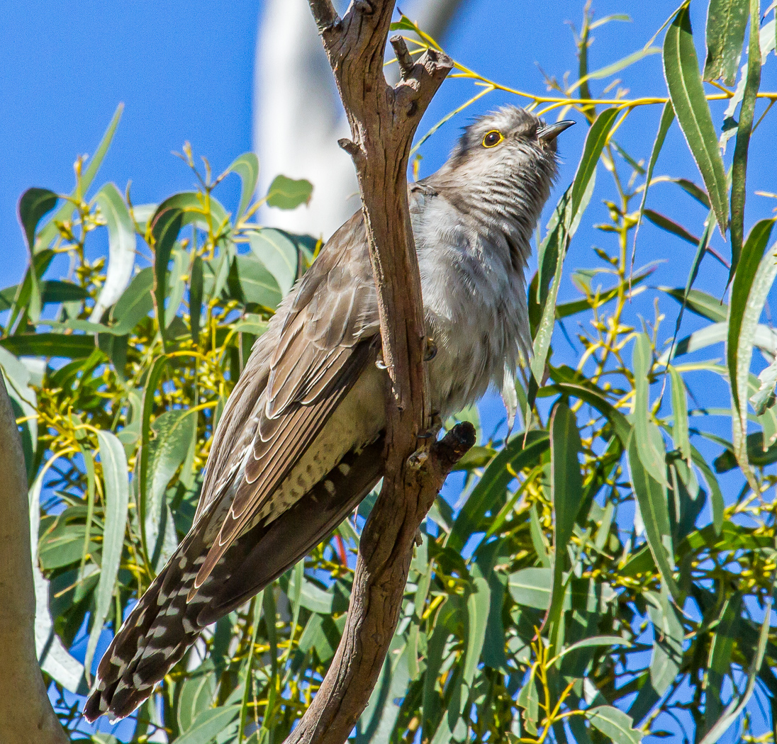 Pallid Cuckoo (Image ID 25601)