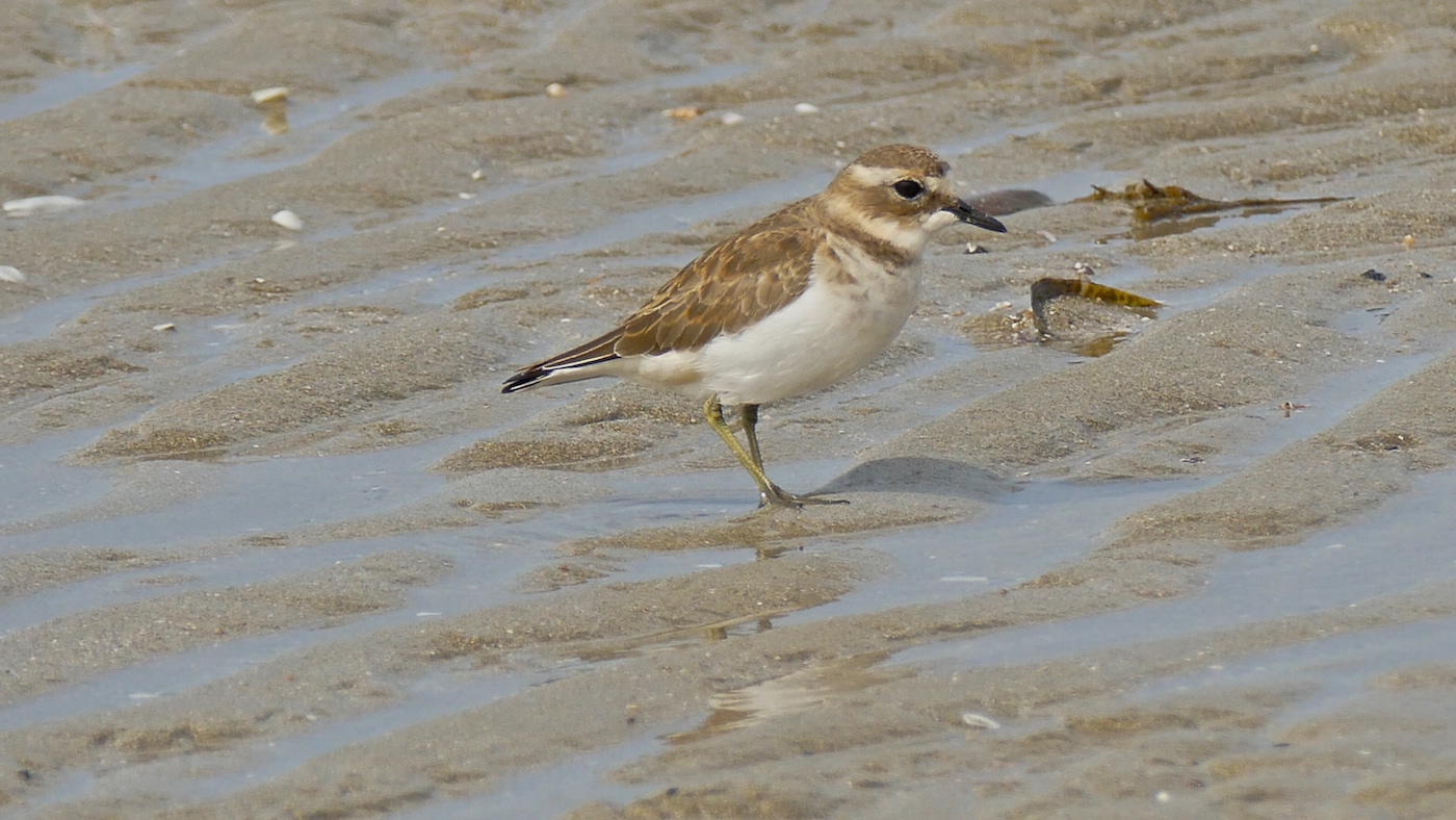 Double-banded Plover (Image ID 25749)