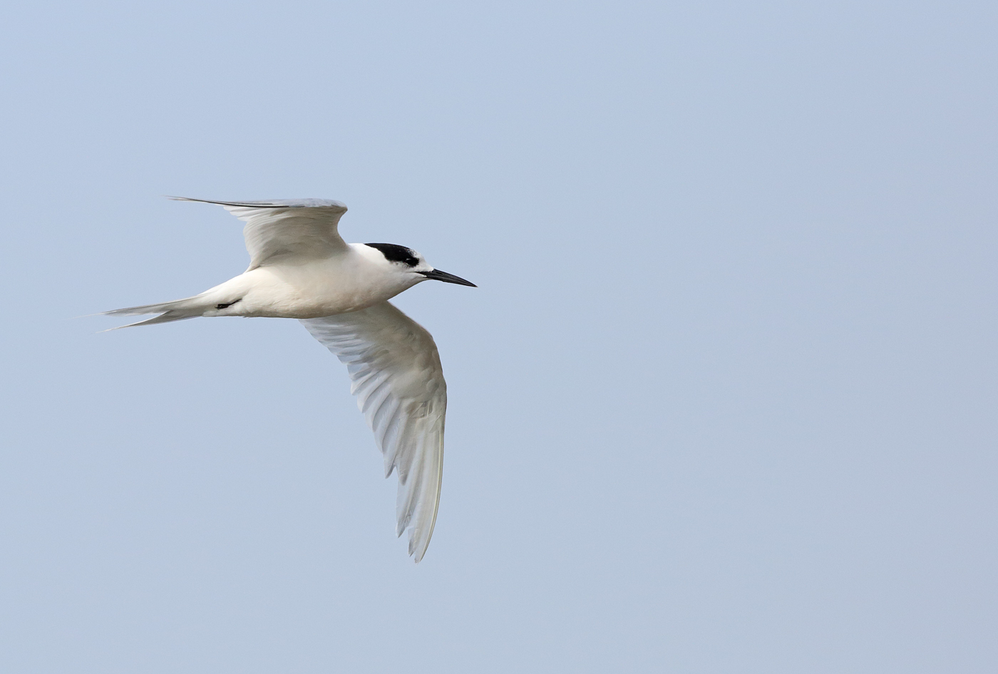White-fronted Tern (Image ID 25465)