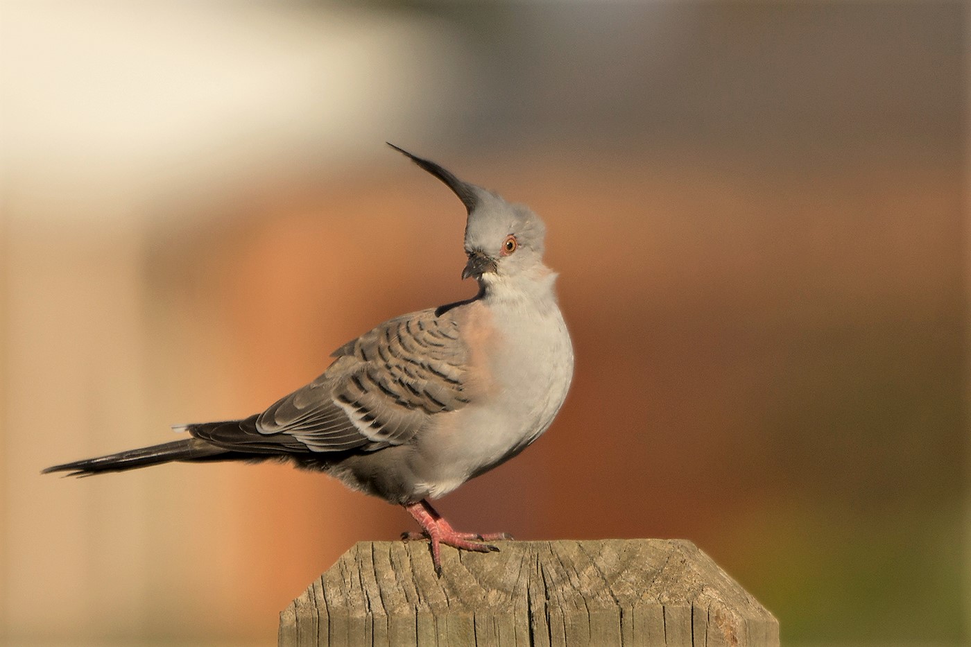 Crested Pigeon (Image ID 25954)