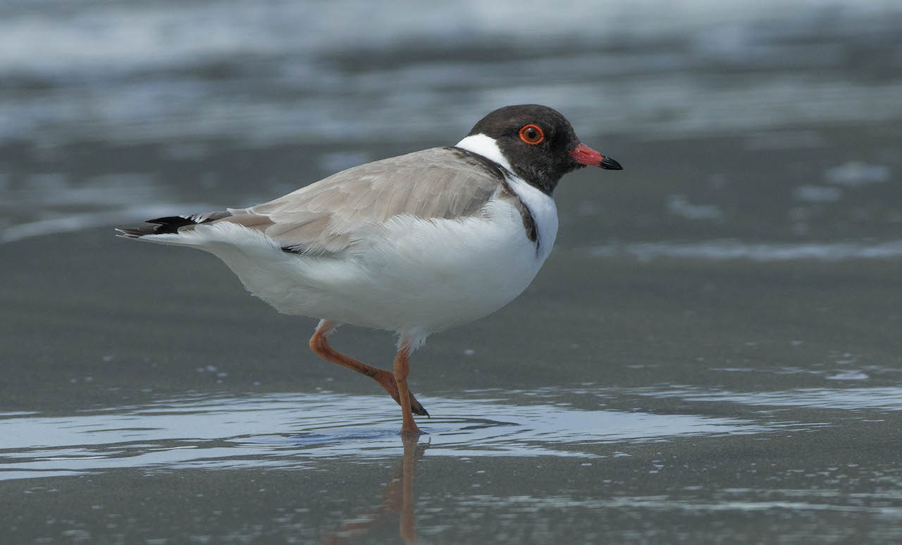 Hooded Plover (Image ID 26245)
