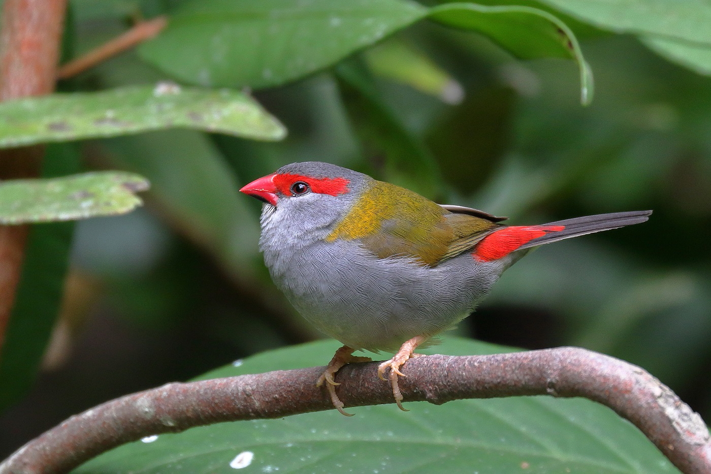 Red-browed Finch (Image ID 26399)