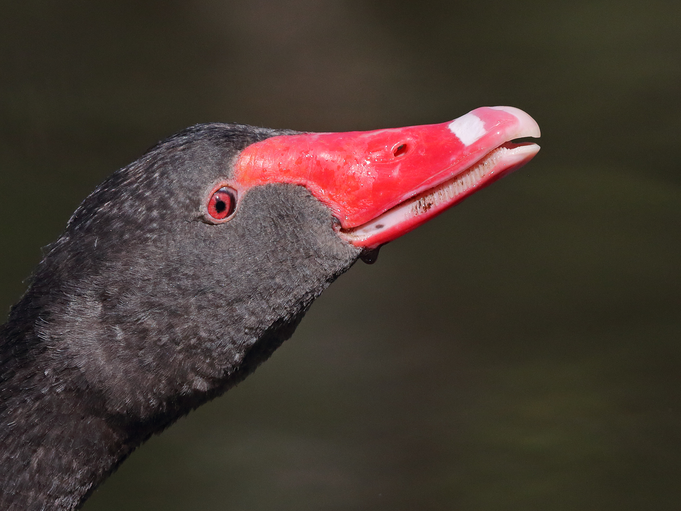 Black Swan (Image ID 26212)