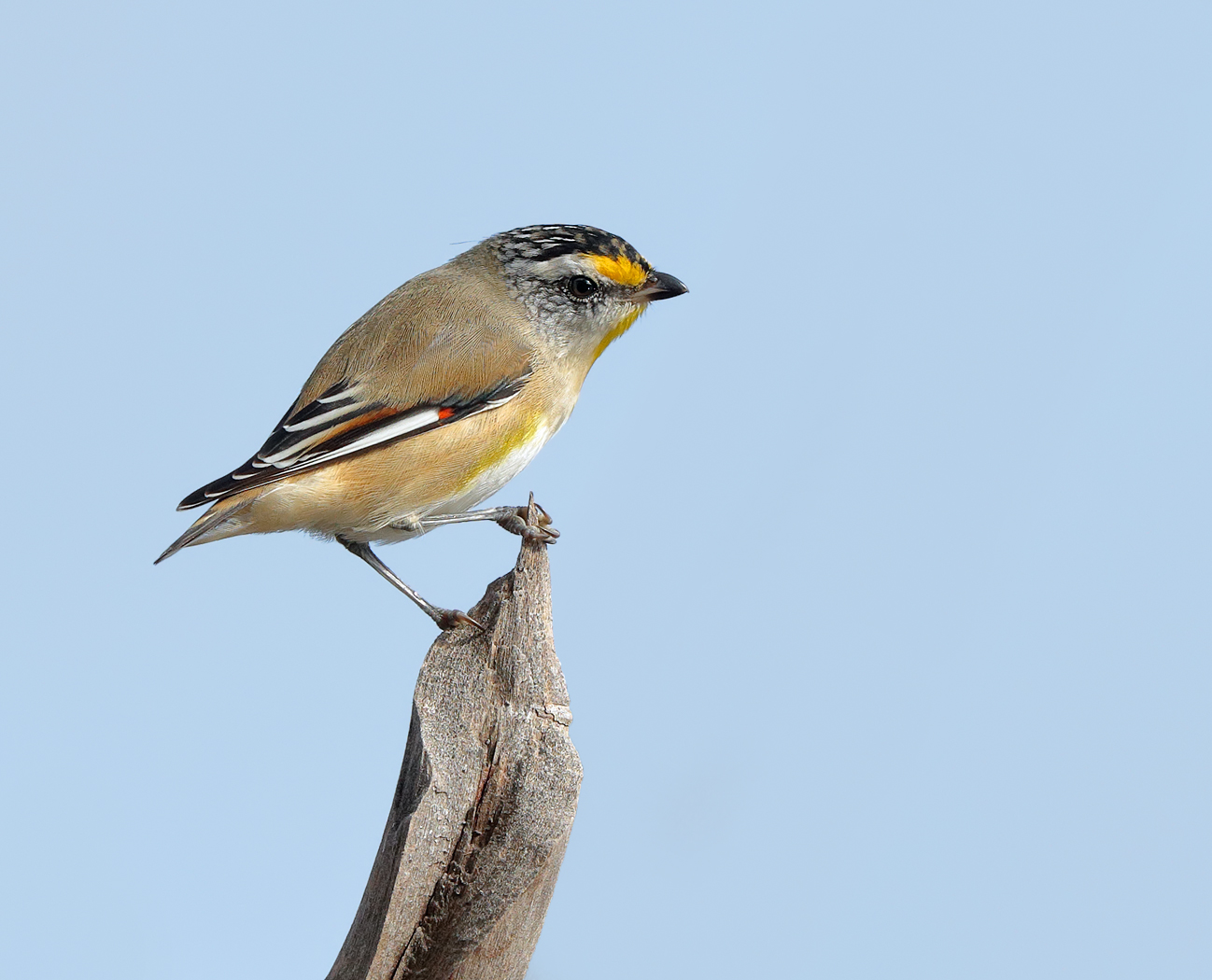 Striated Pardalote (Image ID 25939)