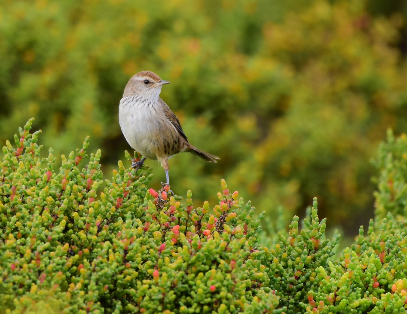 Little Grassbird (Image ID 26362)