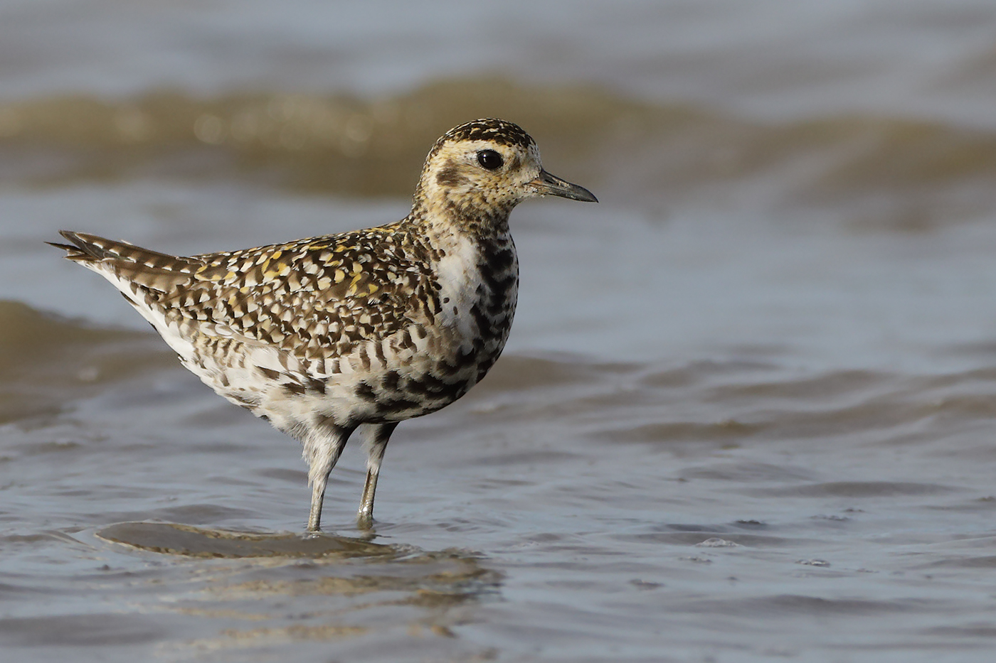 Pacific Golden Plover (Image ID 25986)