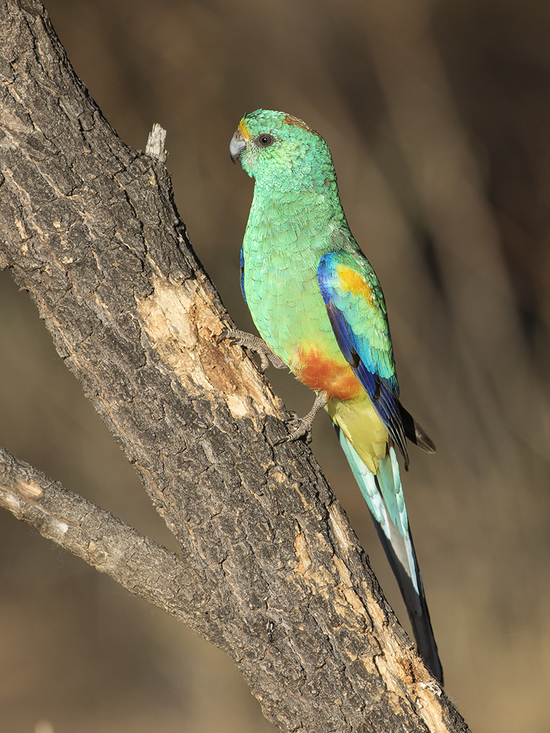 Mulga Parrot (Image ID 26390)