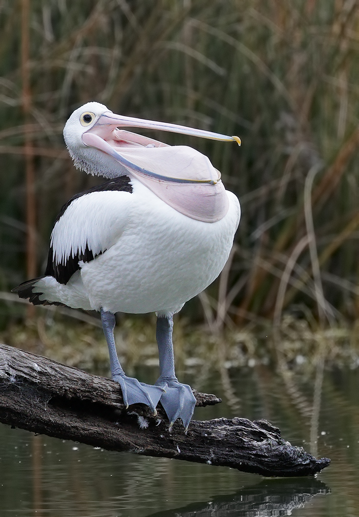 Australian Pelican (Image ID 26278)