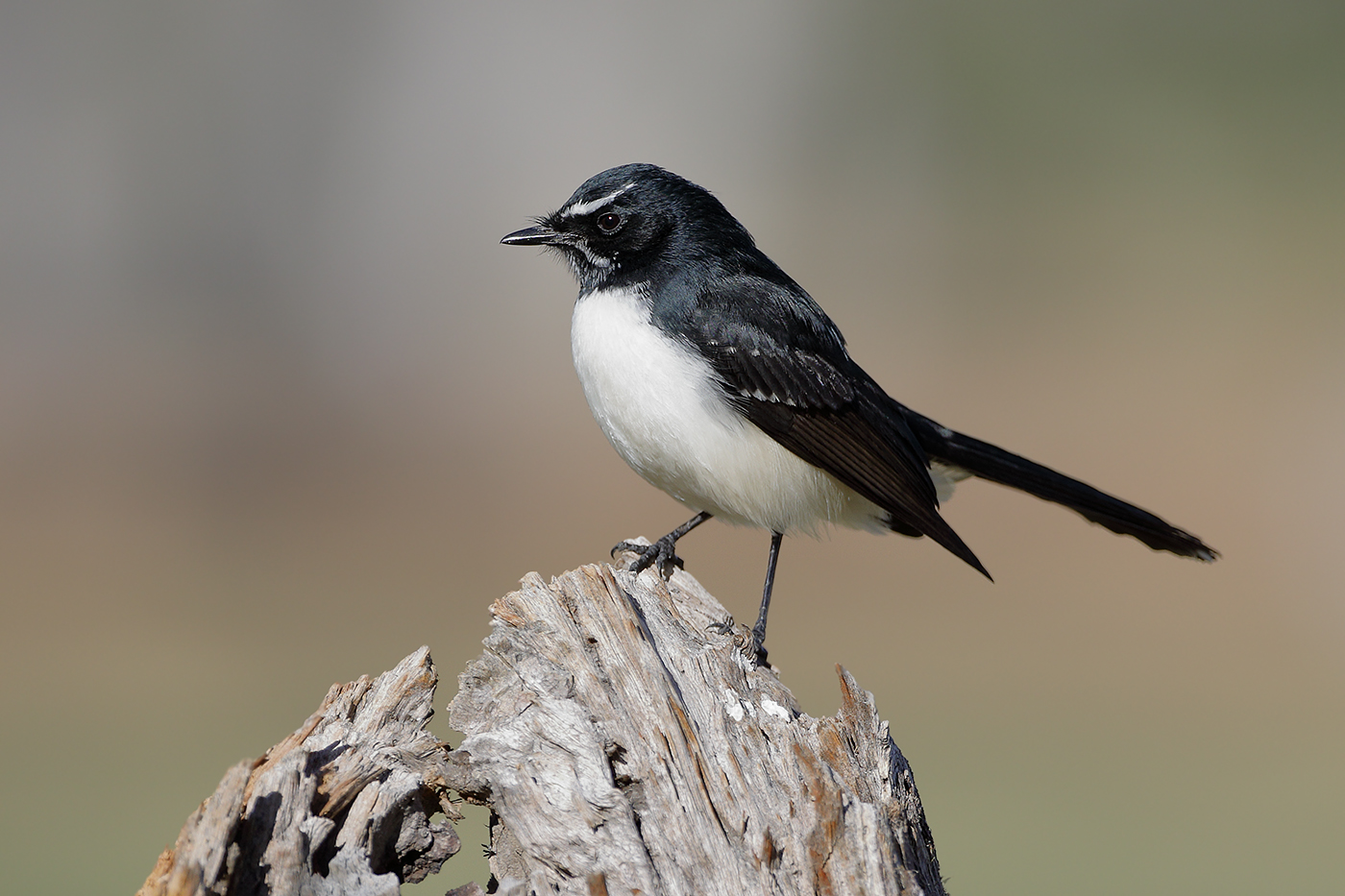 Willie Wagtail (Image ID 26082)