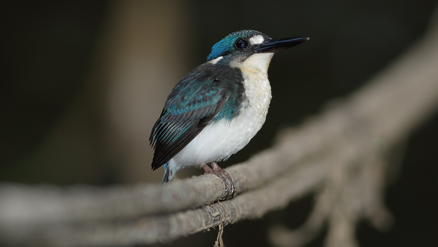 Little Kingfisher (Image ID 26258)