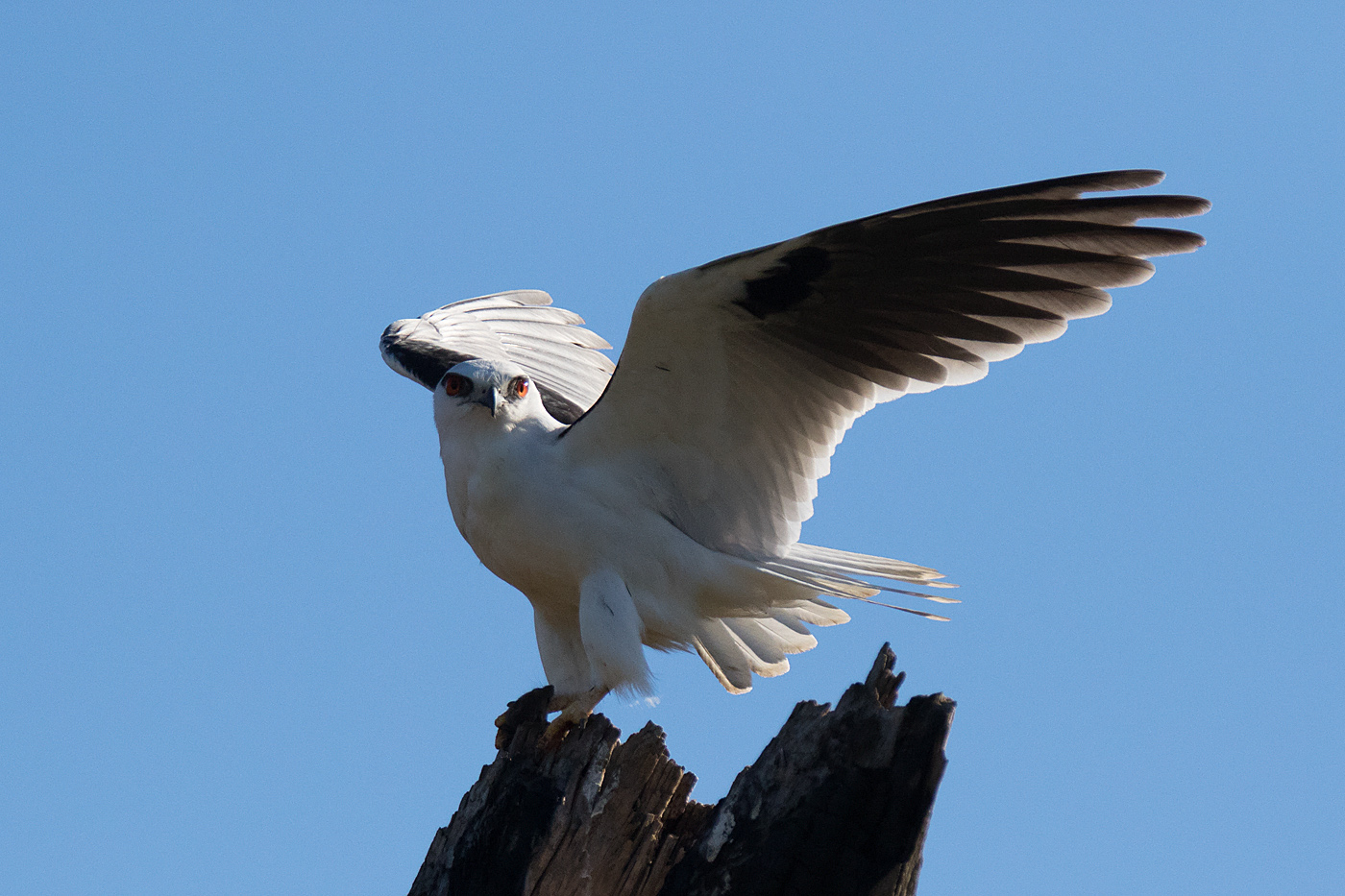 Black-shouldered Kite (Image ID 26260)