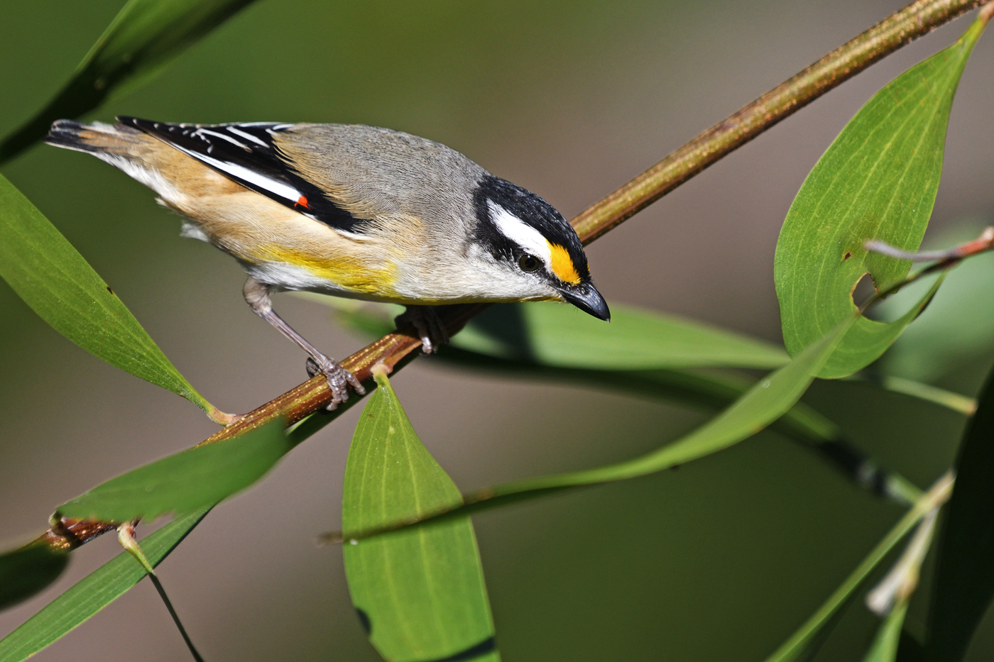 Striated Pardalote (Image ID 26285)