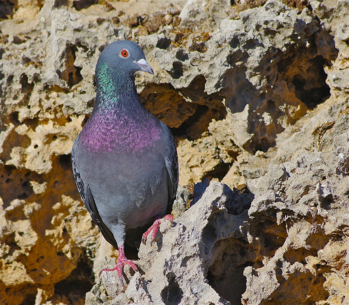 Rock Dove (Image ID 25997)