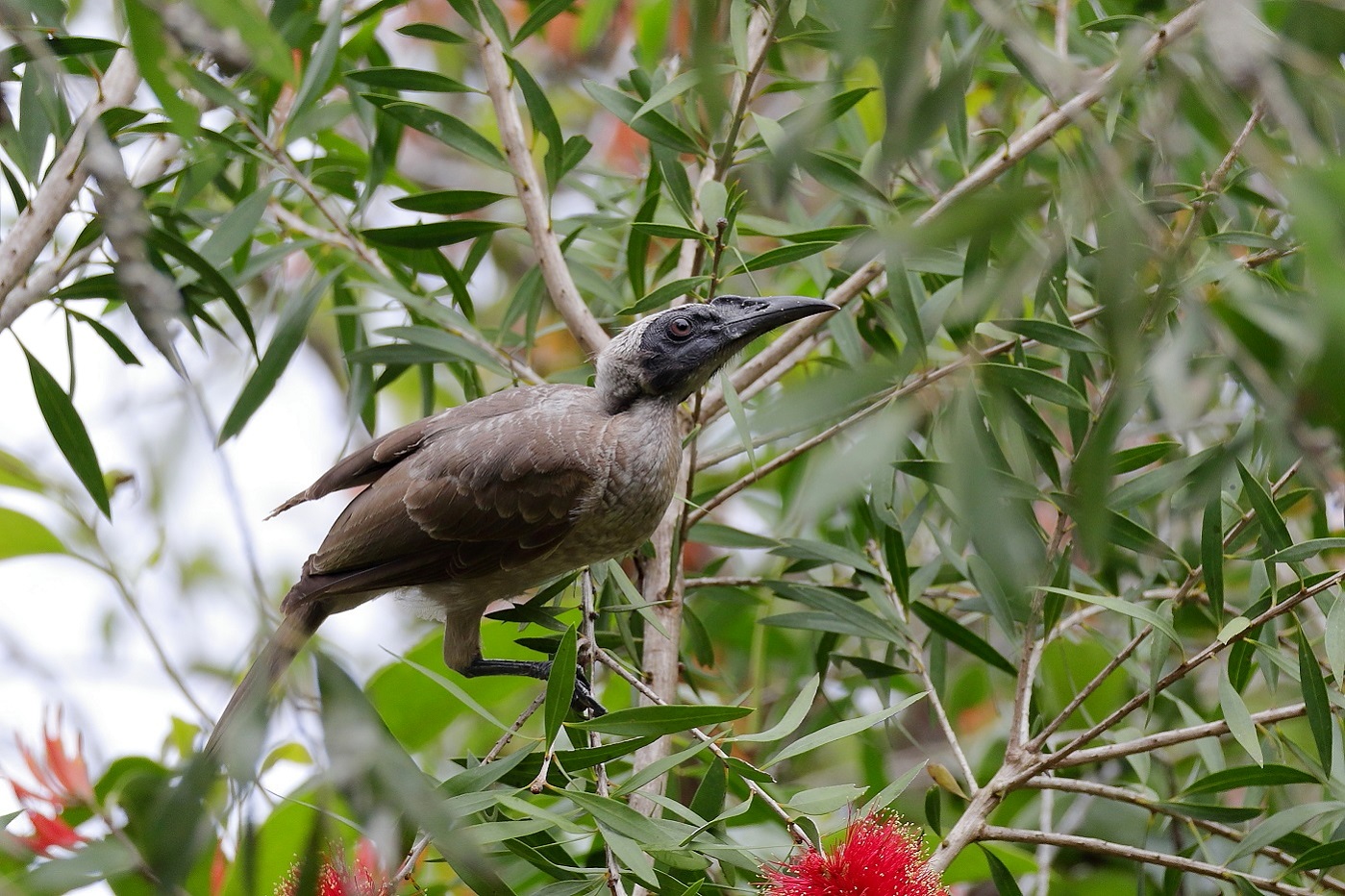 Helmeted Friarbird (Image ID 26610)