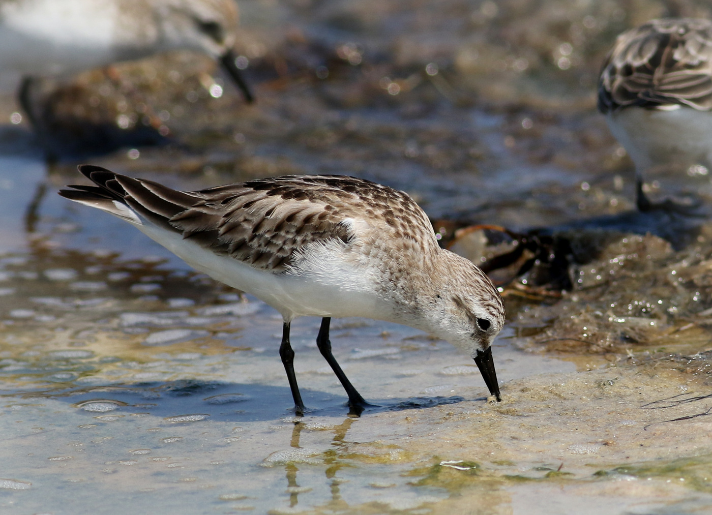 Red-necked Stint (Image ID 26748)
