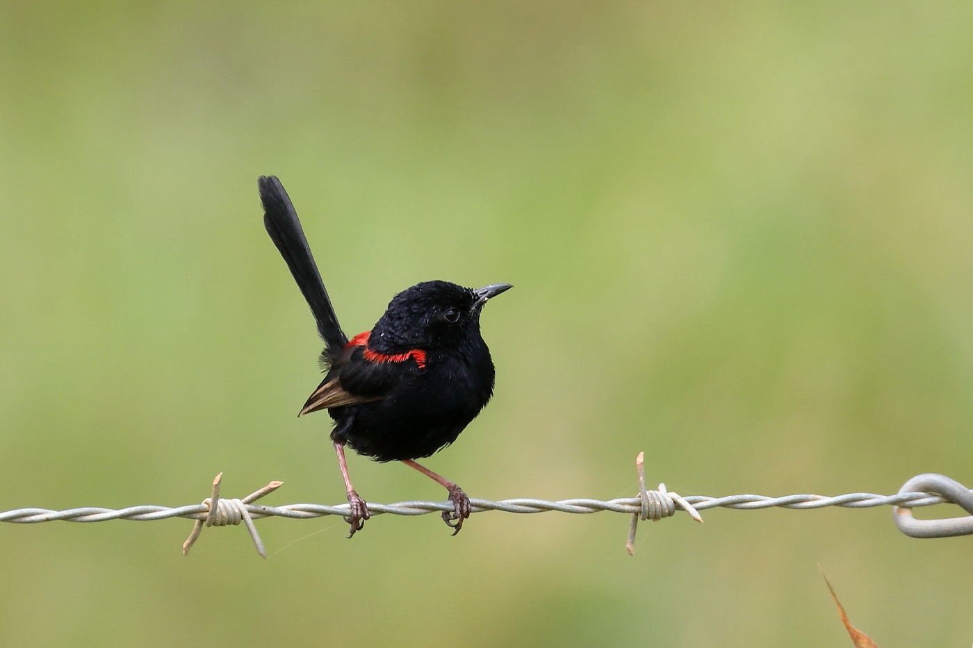 Red-winged Fairy-wren (Image ID 26524)