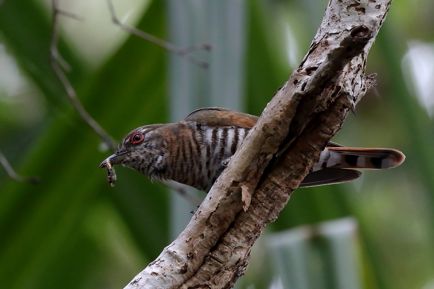 Little Bronze-Cuckoo (Image ID 26527)